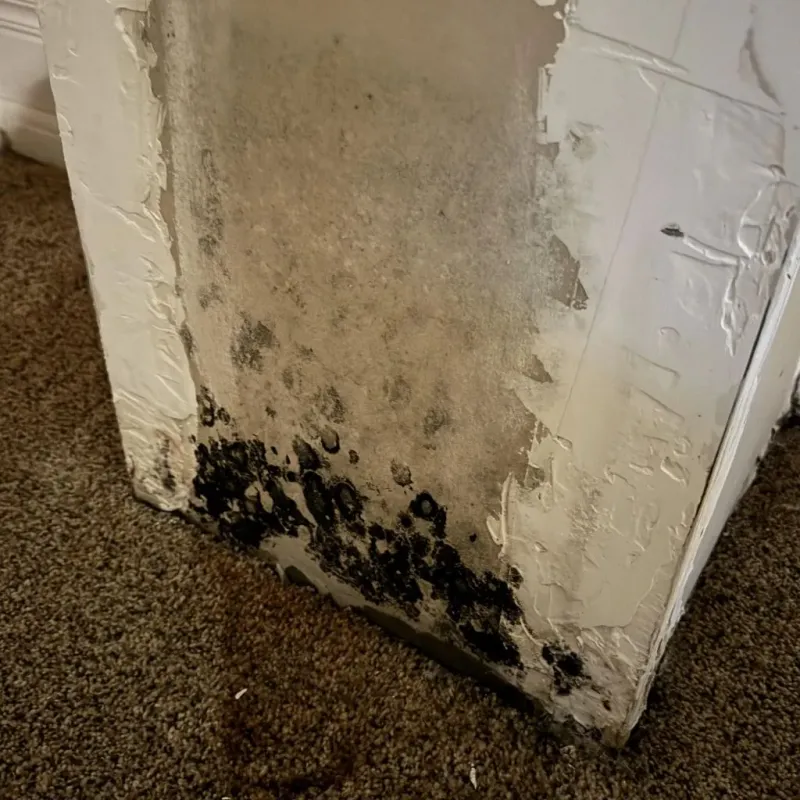 Professional Mold Removal in Lake City, CO